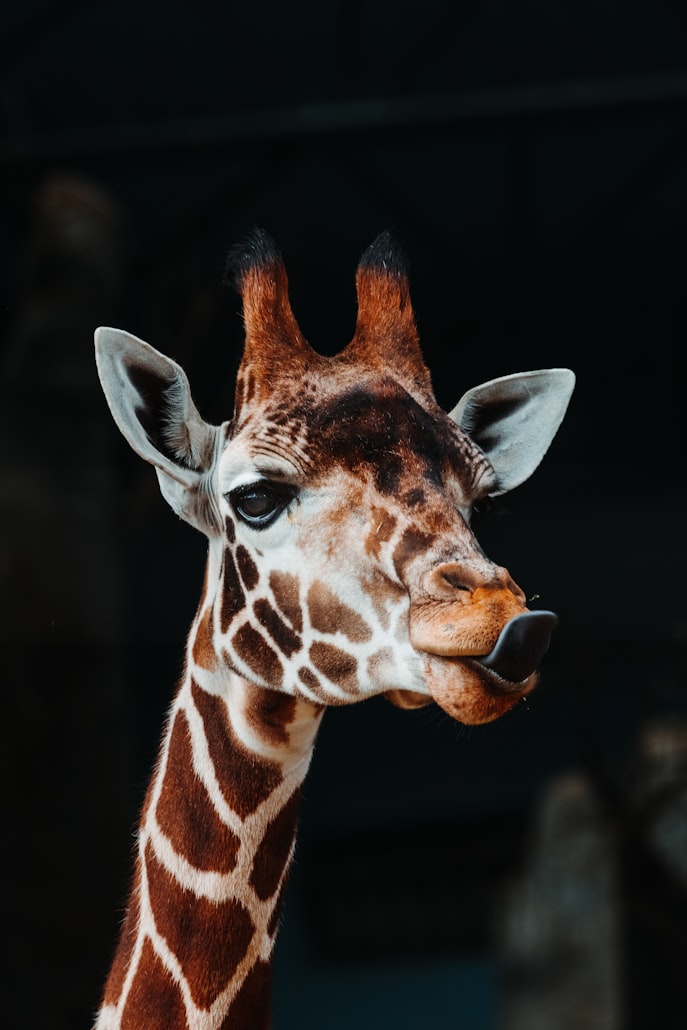 Animals